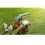 Overhead view of mobility scooters on grass with solar charge Overhead view of mobility scooters on grass with solar charge